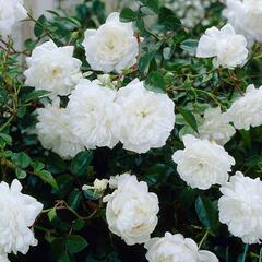 Роза Почвопокровная White Fairy, Белая